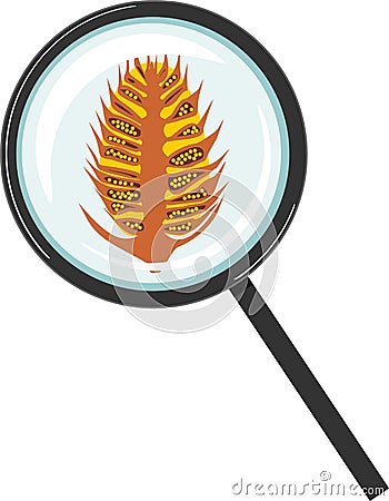 Structure of male pollen cone of pine under magnifying glass Vector Illustration